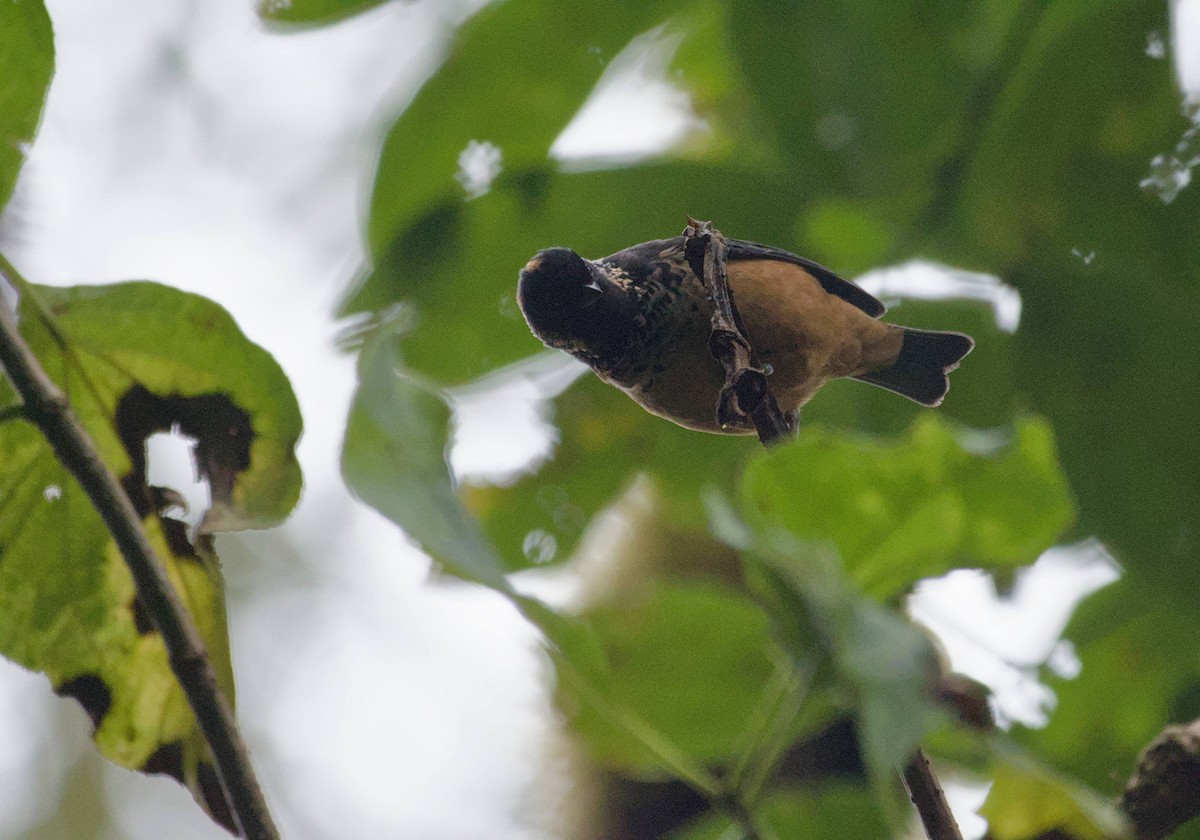Spangle-cheeked Tanager - ML646966127