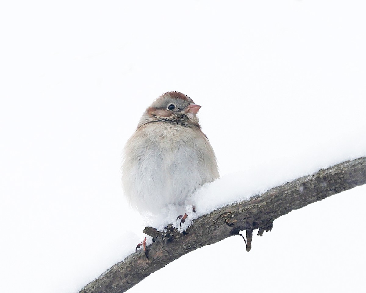 Карнатка польова - ML646966128