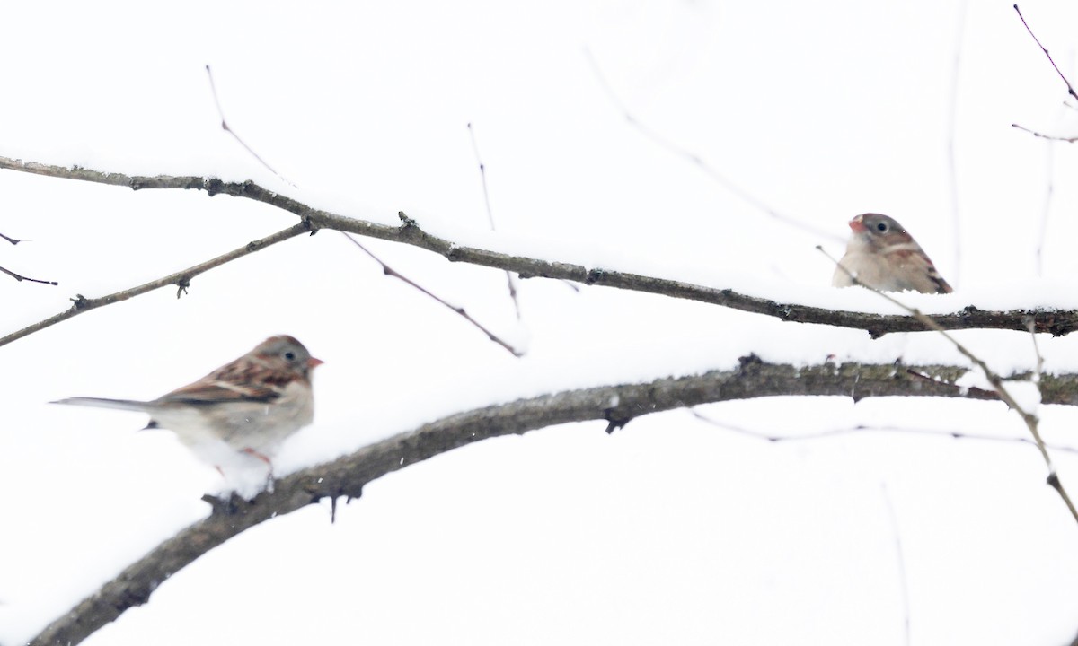 Карнатка польова - ML646966129