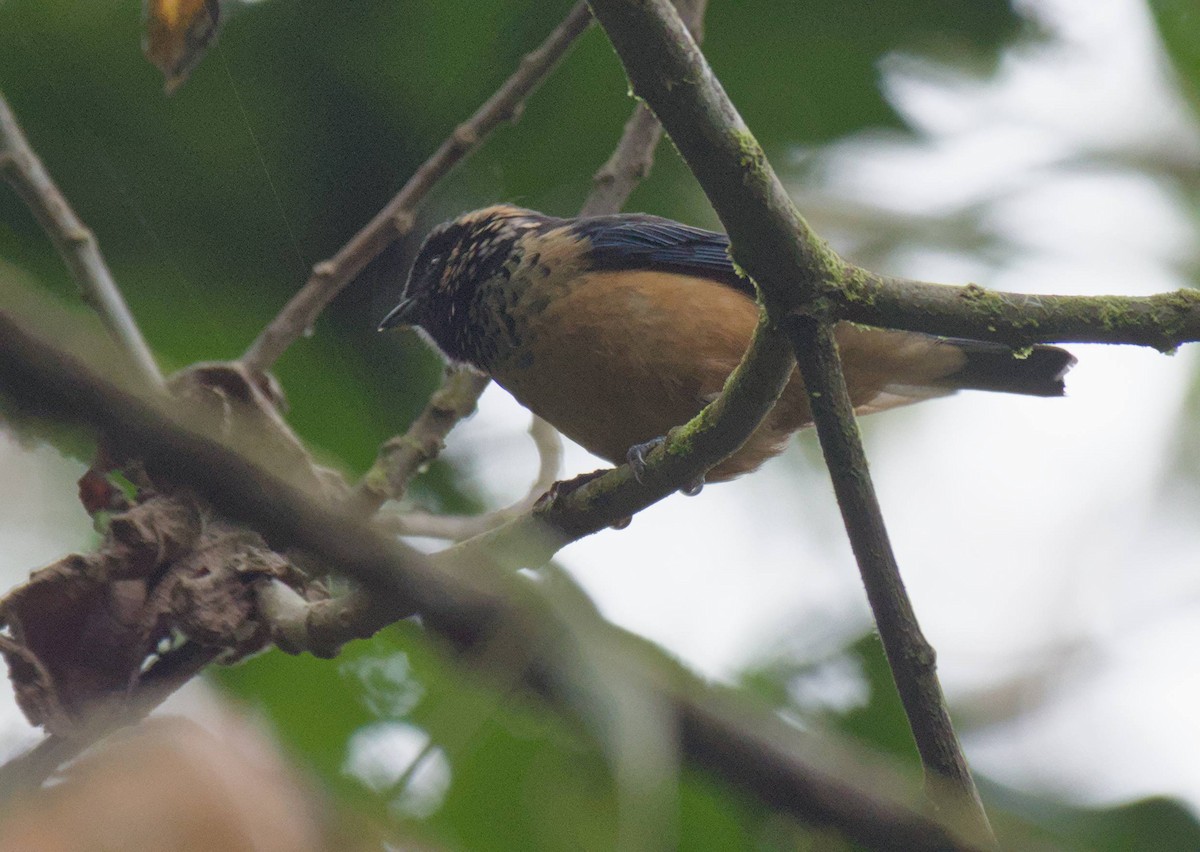 Spangle-cheeked Tanager - ML646966130