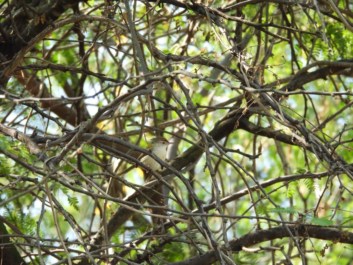 Common Tailorbird - ML646966131