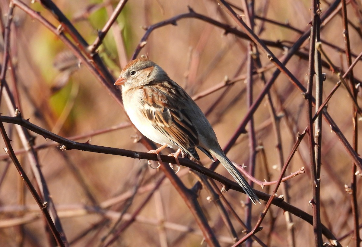 Field Sparrow - ML646966134
