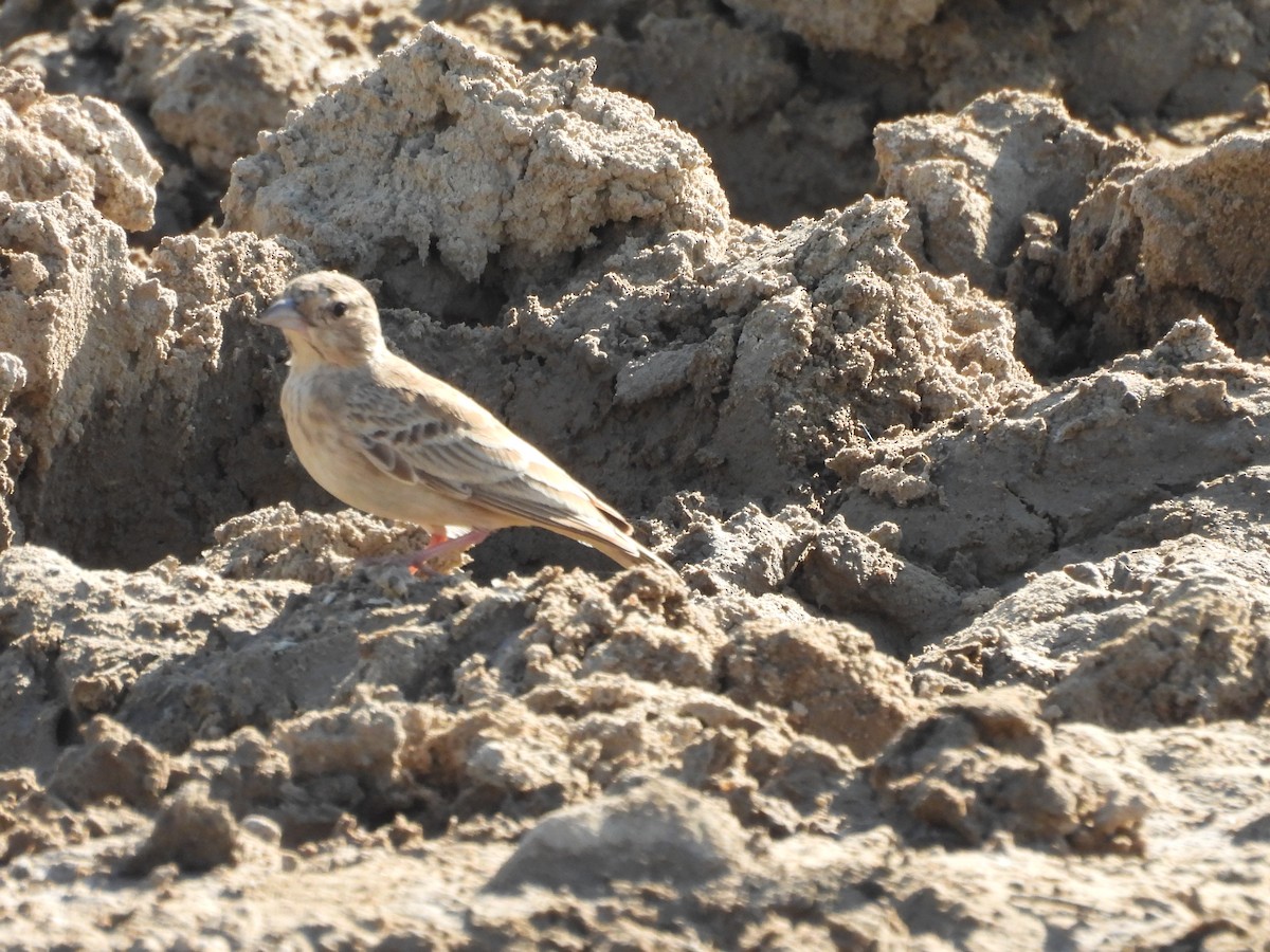 Ashy-crowned Sparrow-Lark - ML646966135