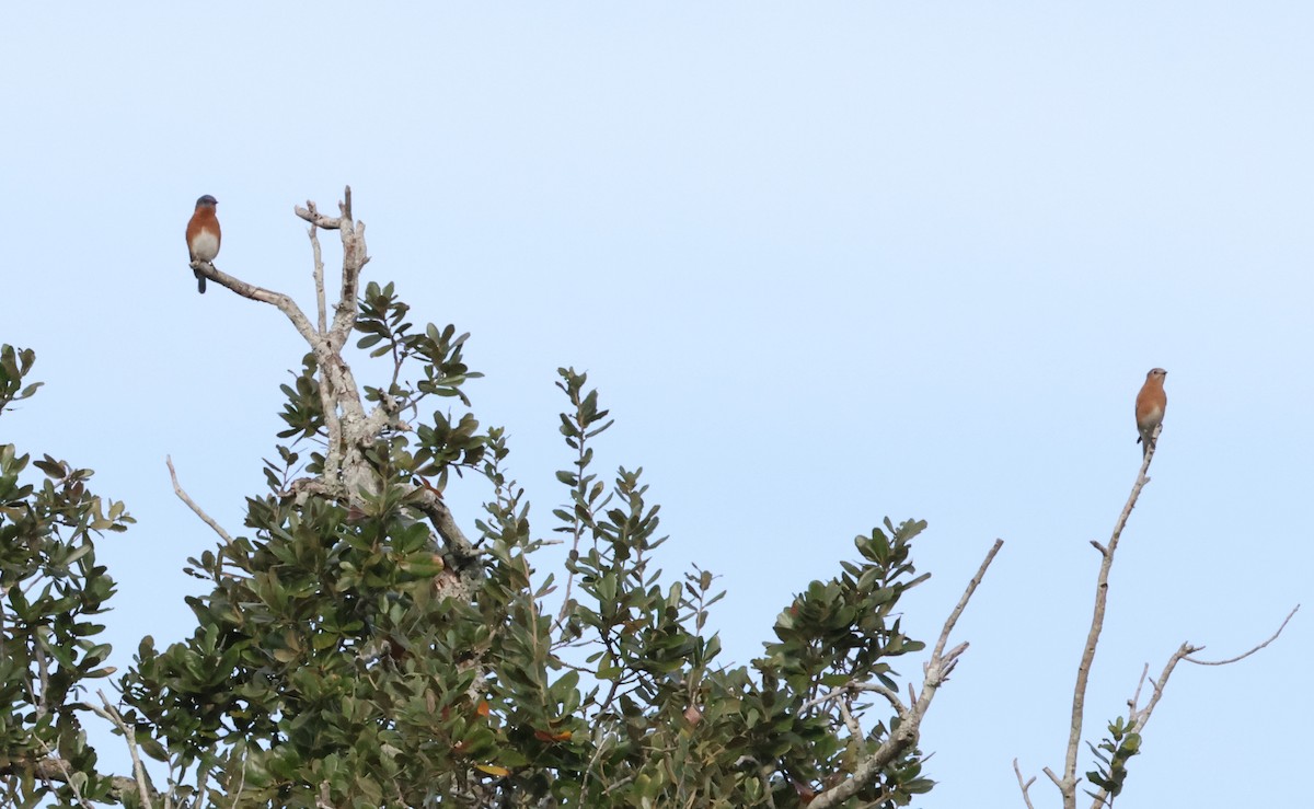 Eastern Bluebird - ML646966136