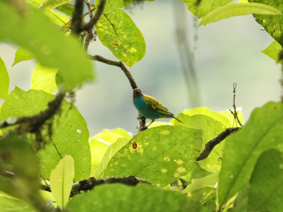 チャガシラフウキンチョウ - ML646966137