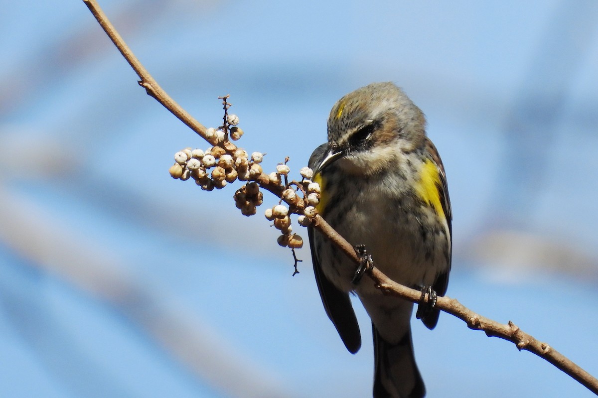 Yellow-rumped Warbler - ML646966138