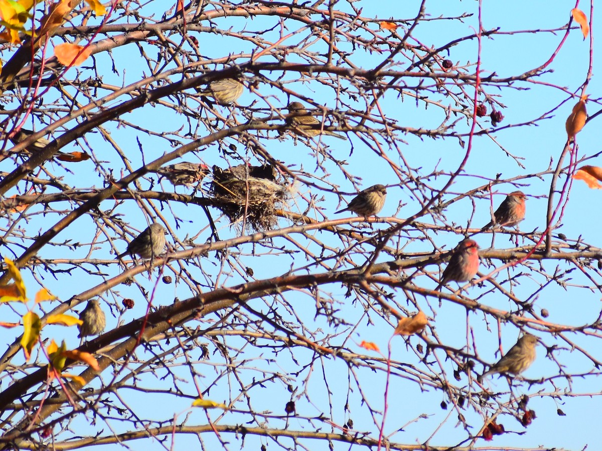House Finch - ML646966142