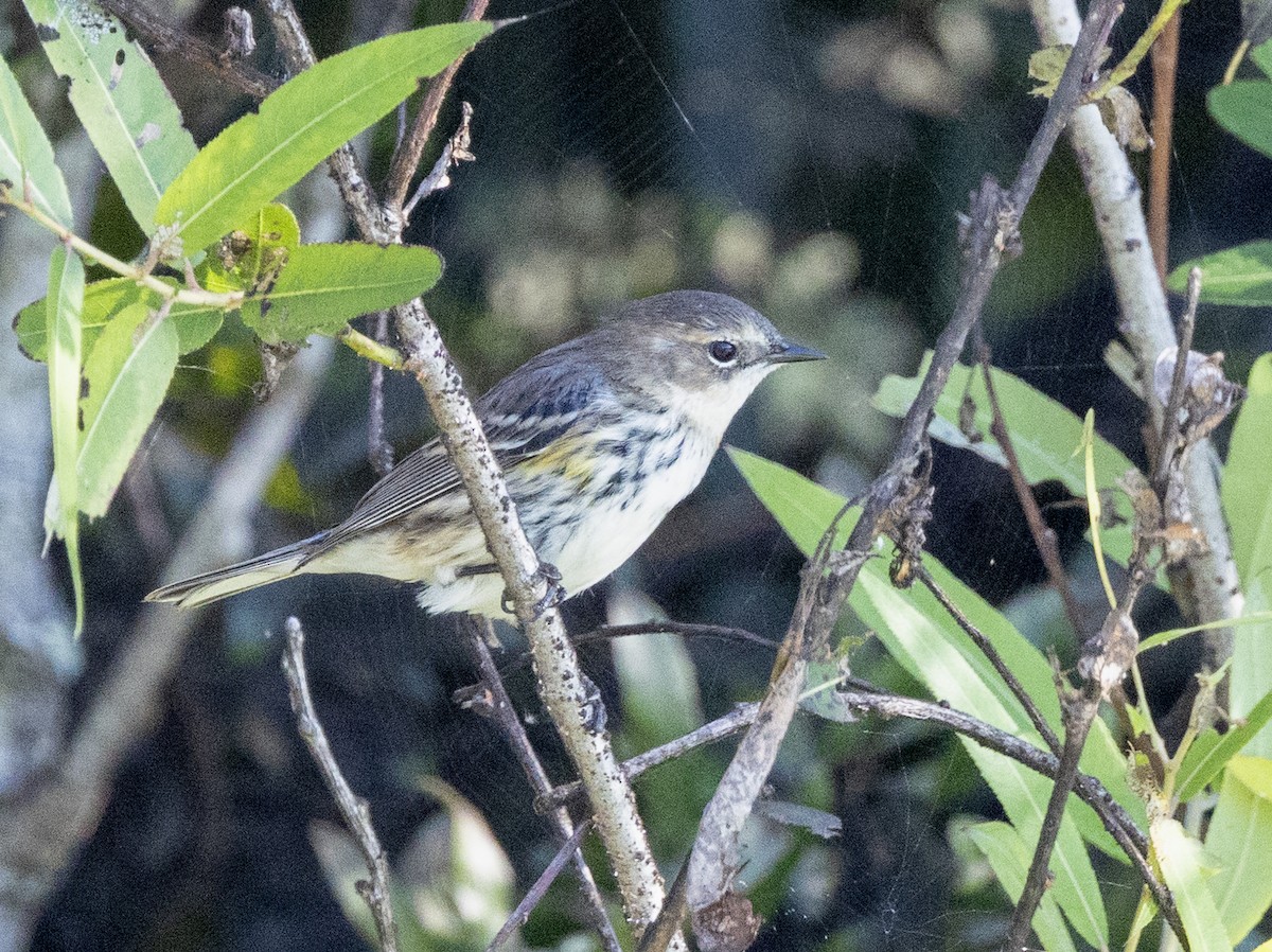 Yellow-rumped Warbler (Myrtle) - ML646966143