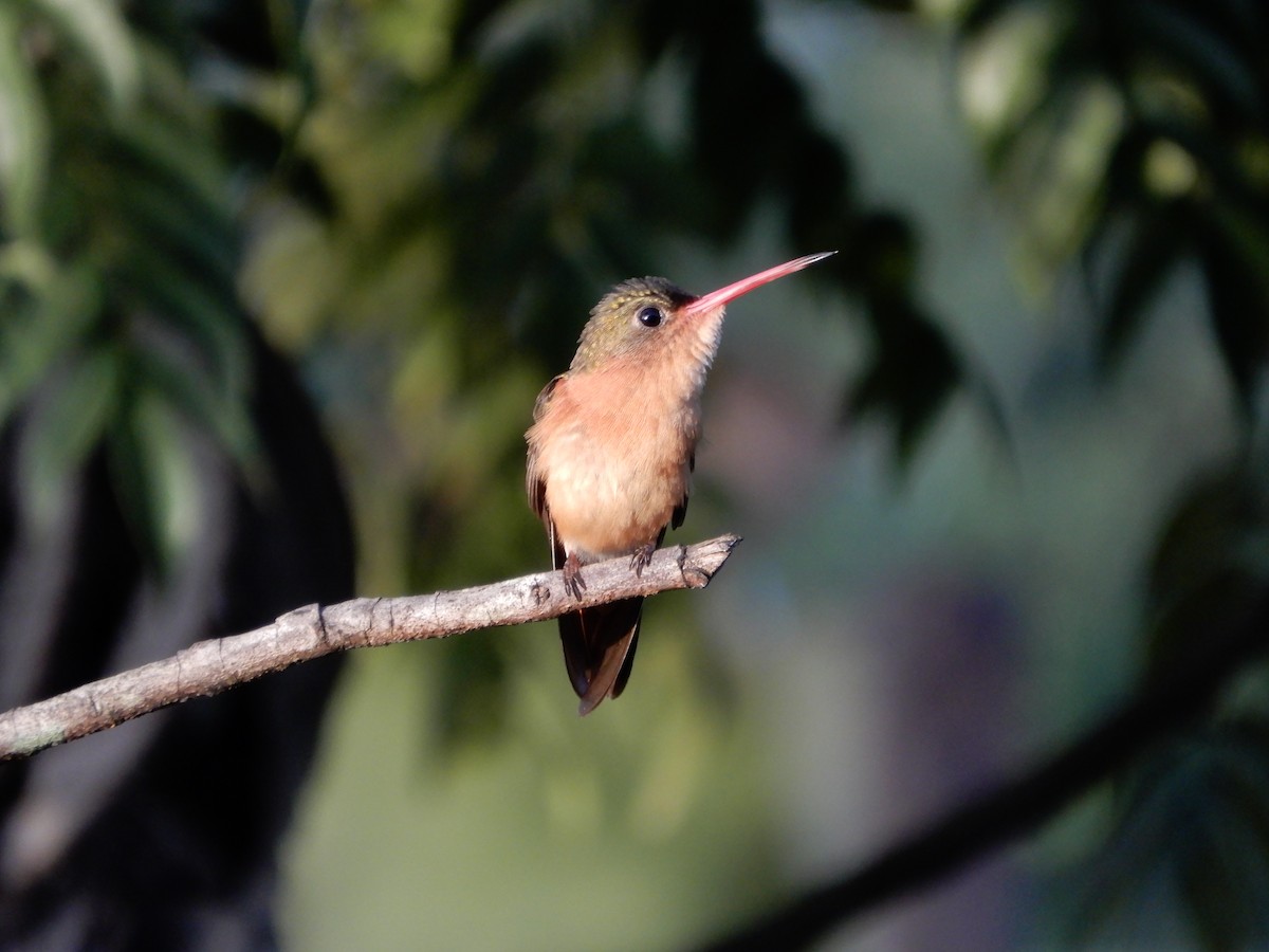 Cinnamon Hummingbird - ML646966144