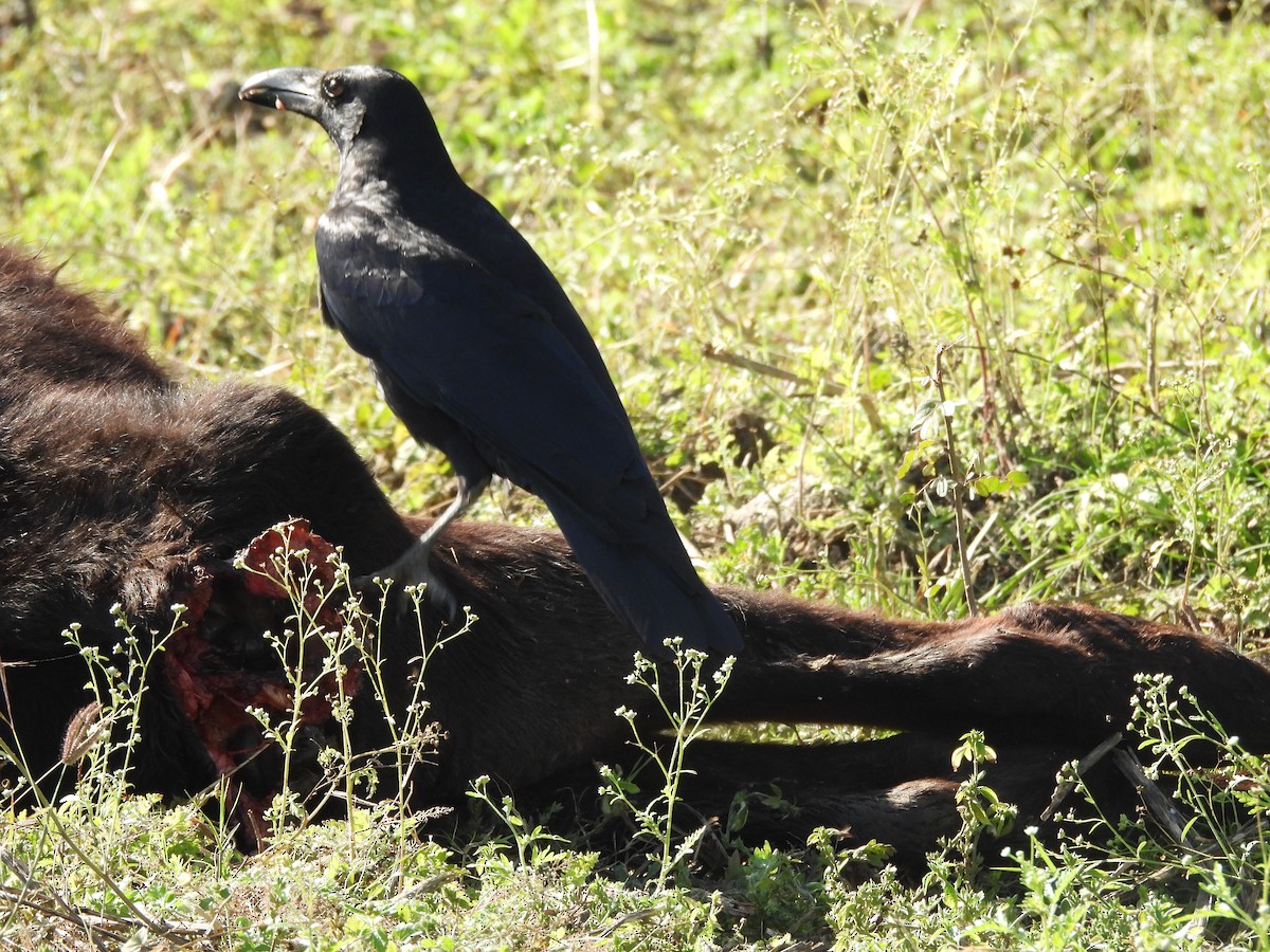 Large-billed Crow - ML646966145