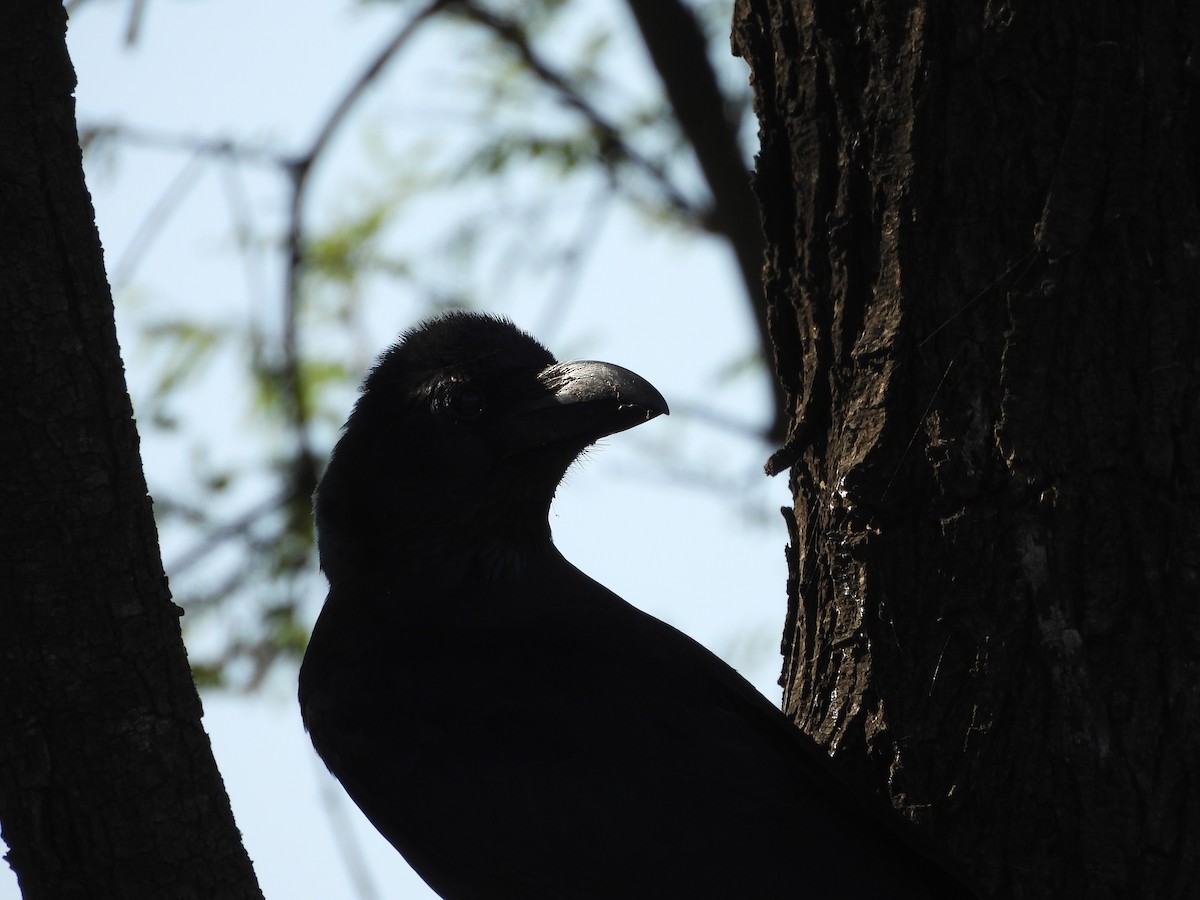 Large-billed Crow - ML646966146