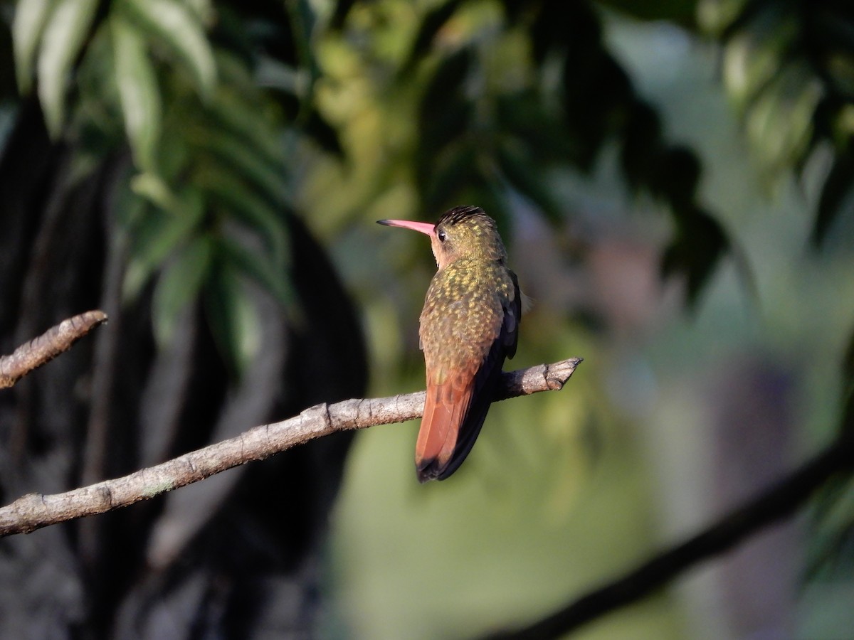 Cinnamon Hummingbird - ML646966152
