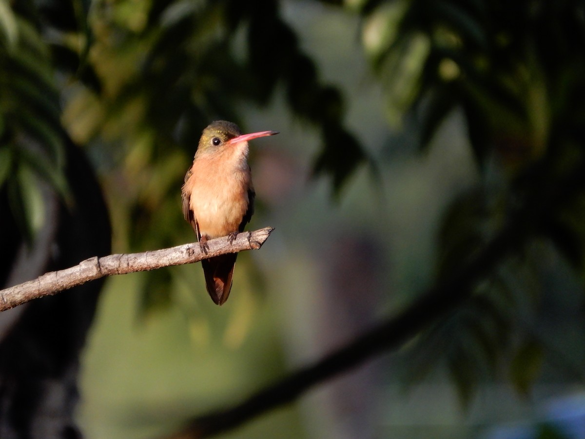 Cinnamon Hummingbird - ML646966153