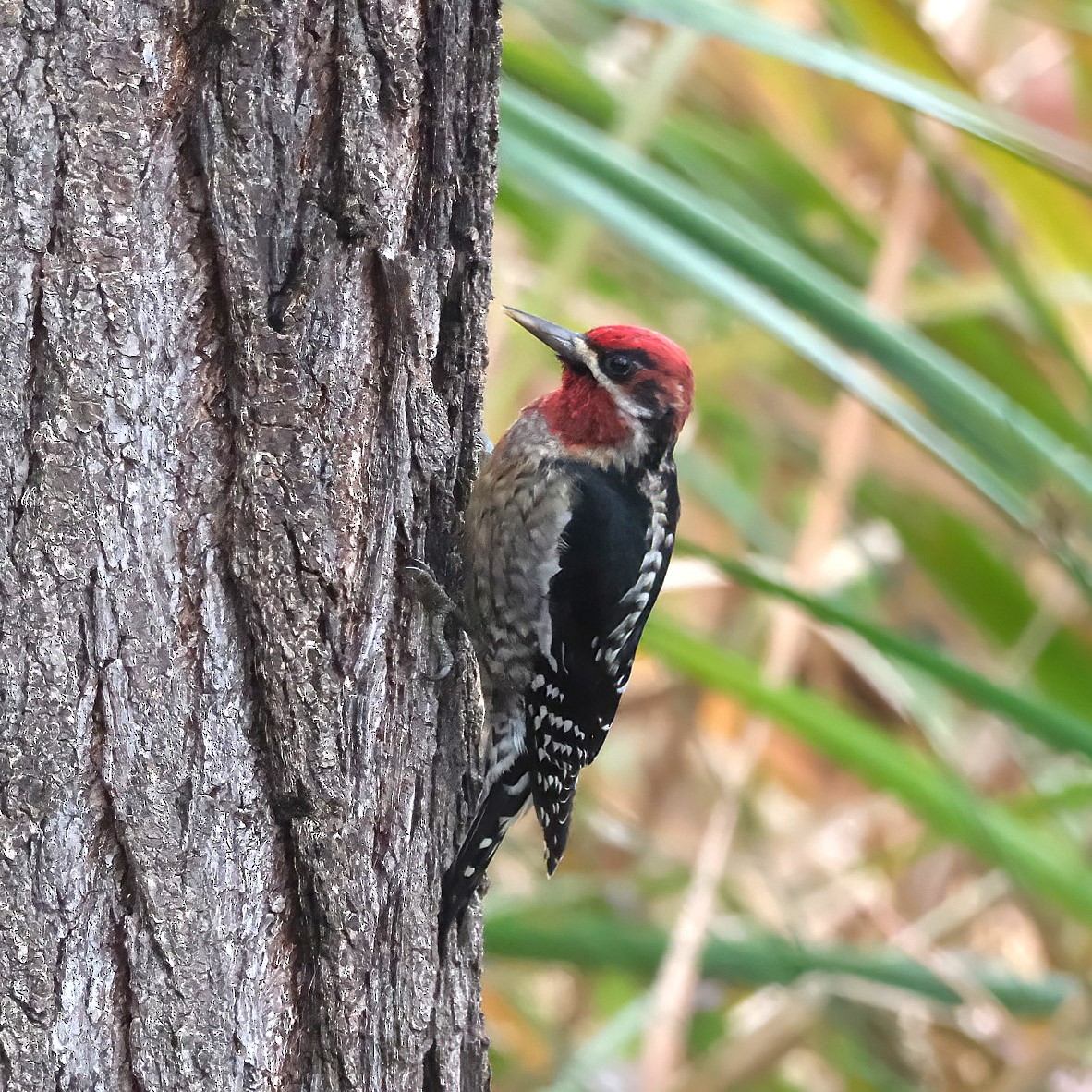 Red-naped x Red-breasted Sapsucker (hybrid) - ML646966154