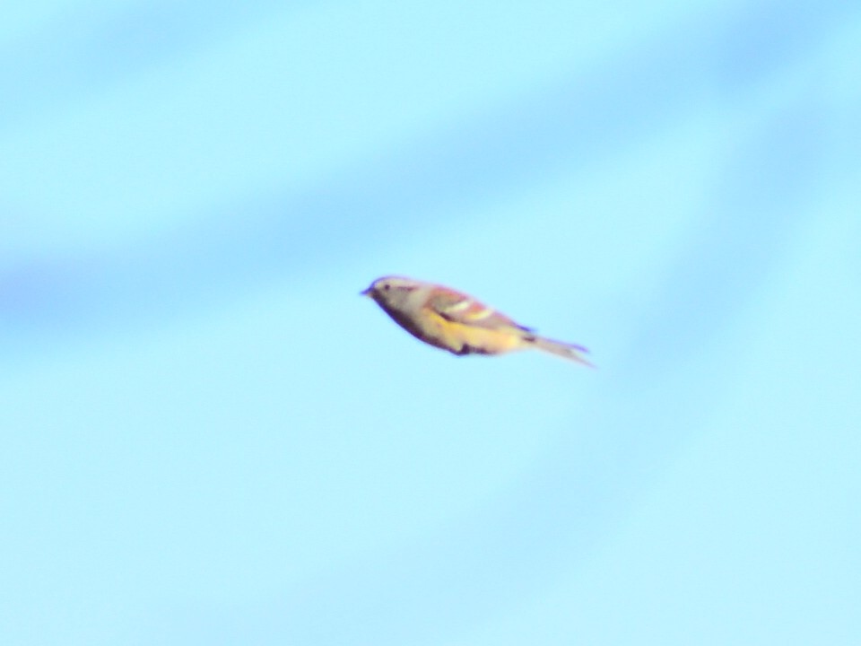 American Tree Sparrow - ML646966155