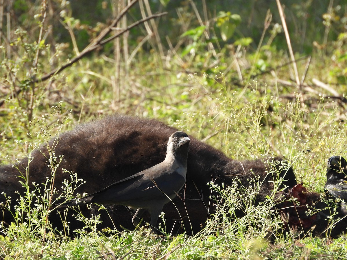 House Crow - ML646966156