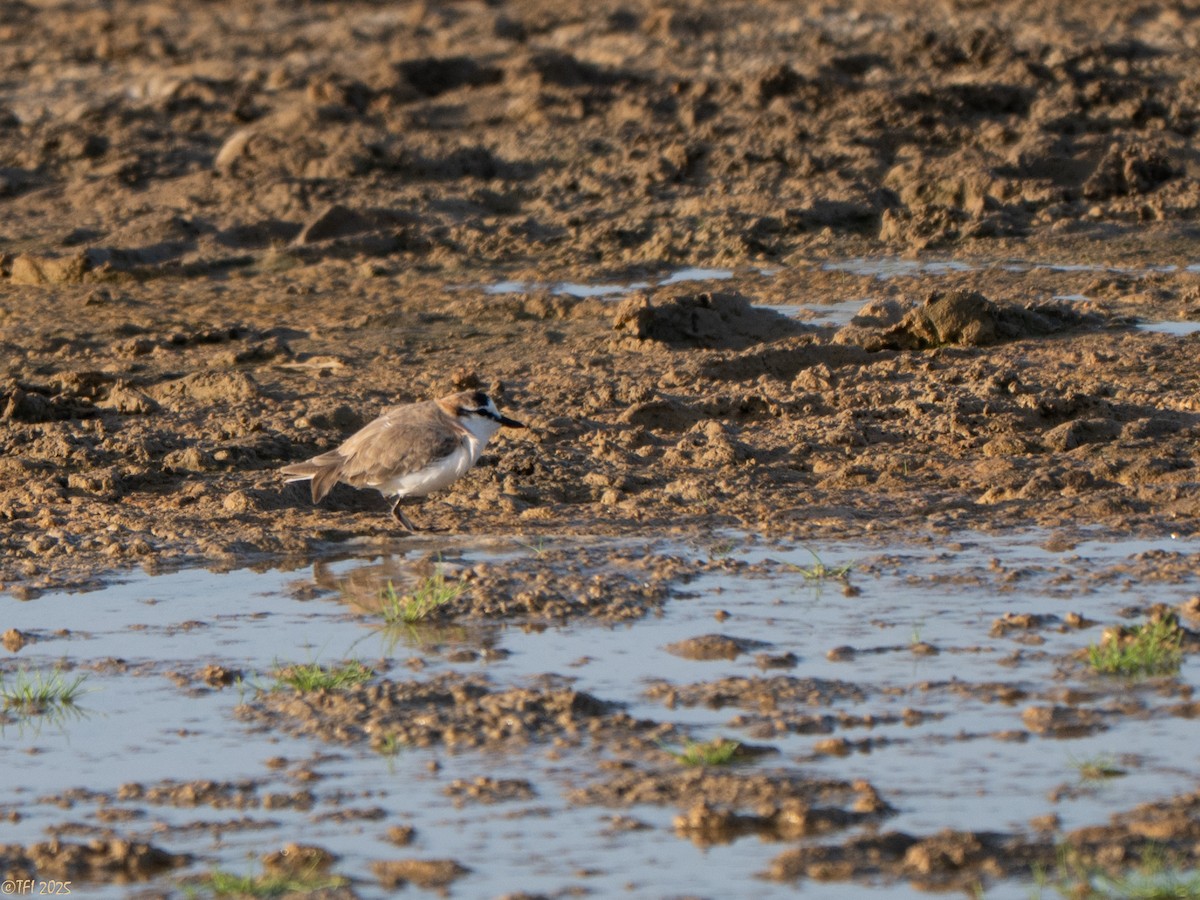 White-fronted Plover - ML646966157