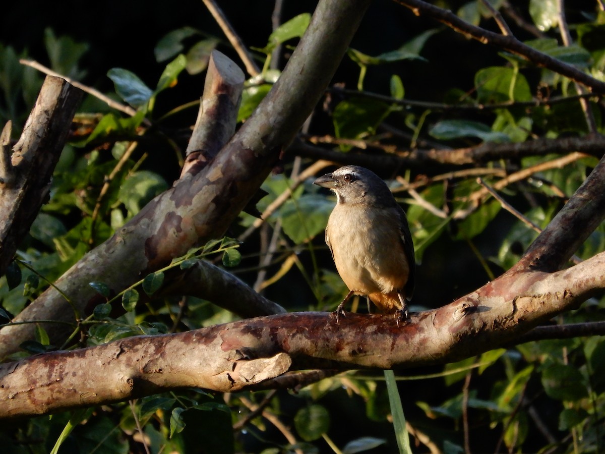 Cinnamon-bellied Saltator - ML646966159