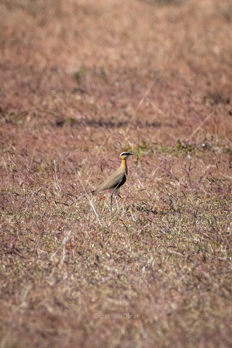 Indian Courser - ML646966162