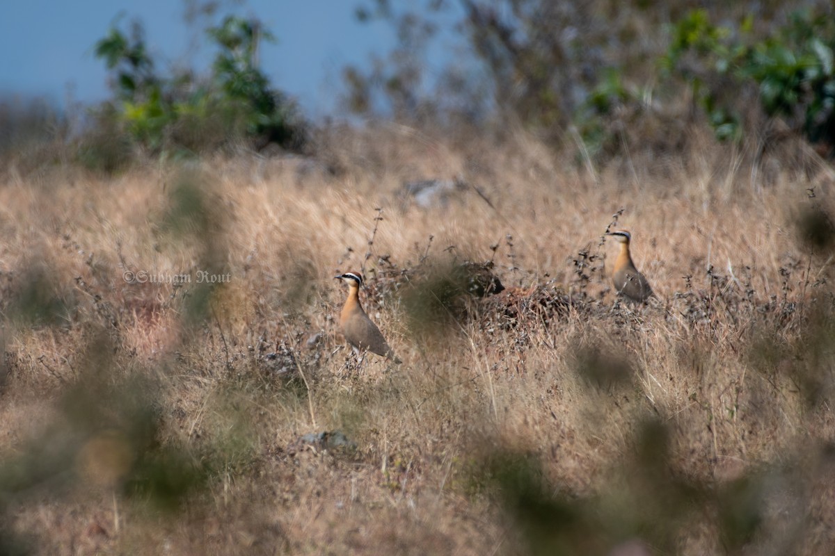 Indian Courser - ML646966163