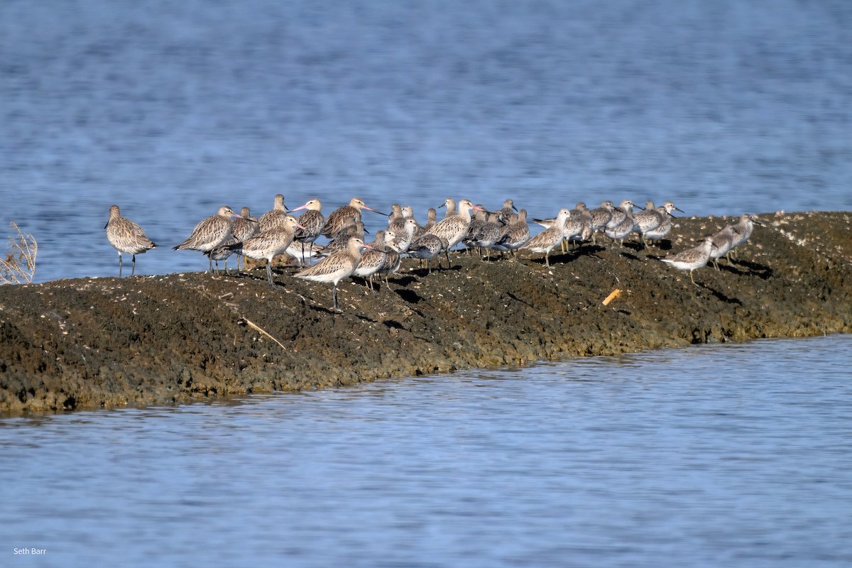 Bar-tailed Godwit (Siberian) - ML646966164