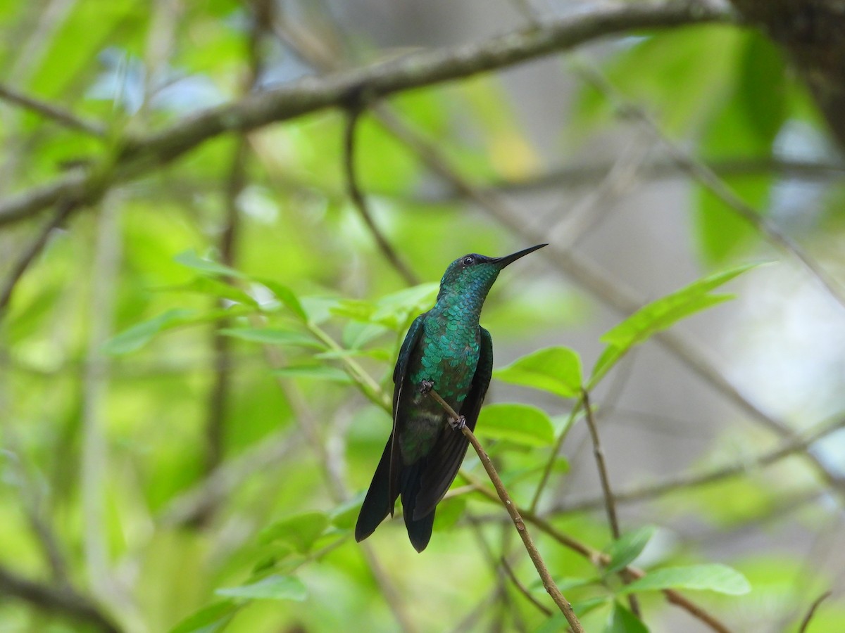 Violet-capped Woodnymph - ML646966165