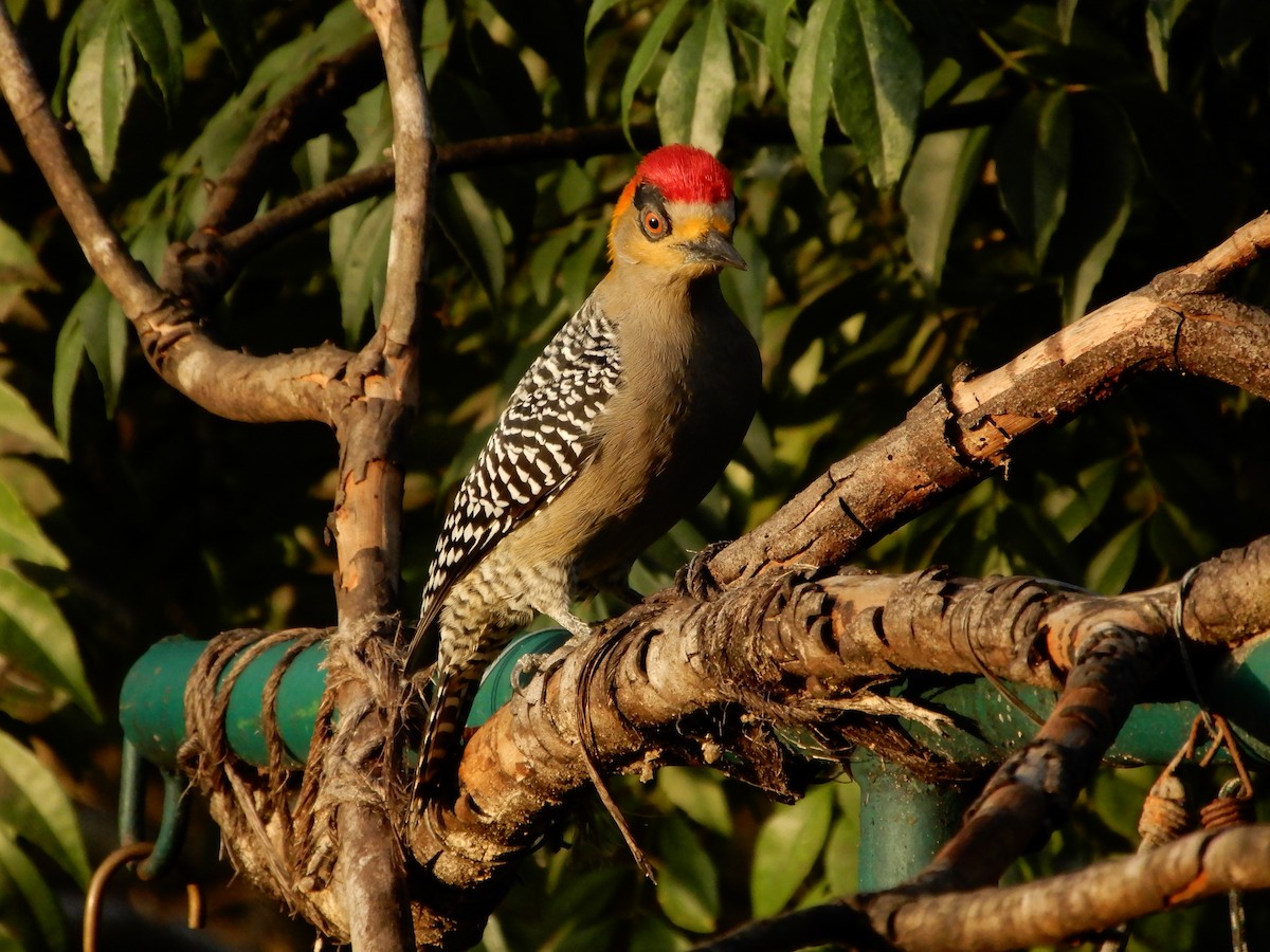Golden-cheeked Woodpecker - ML646966166