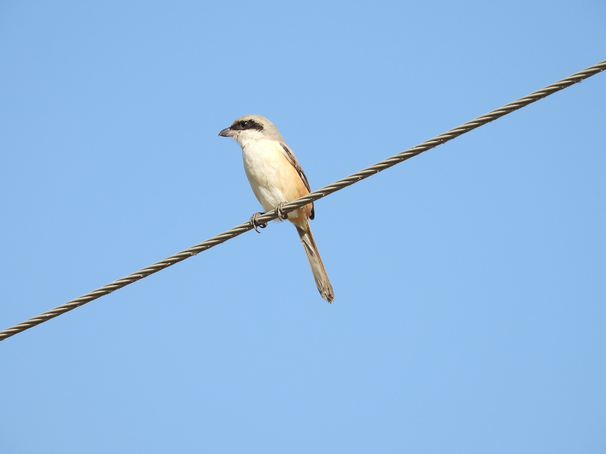 Long-tailed Shrike - ML646966167