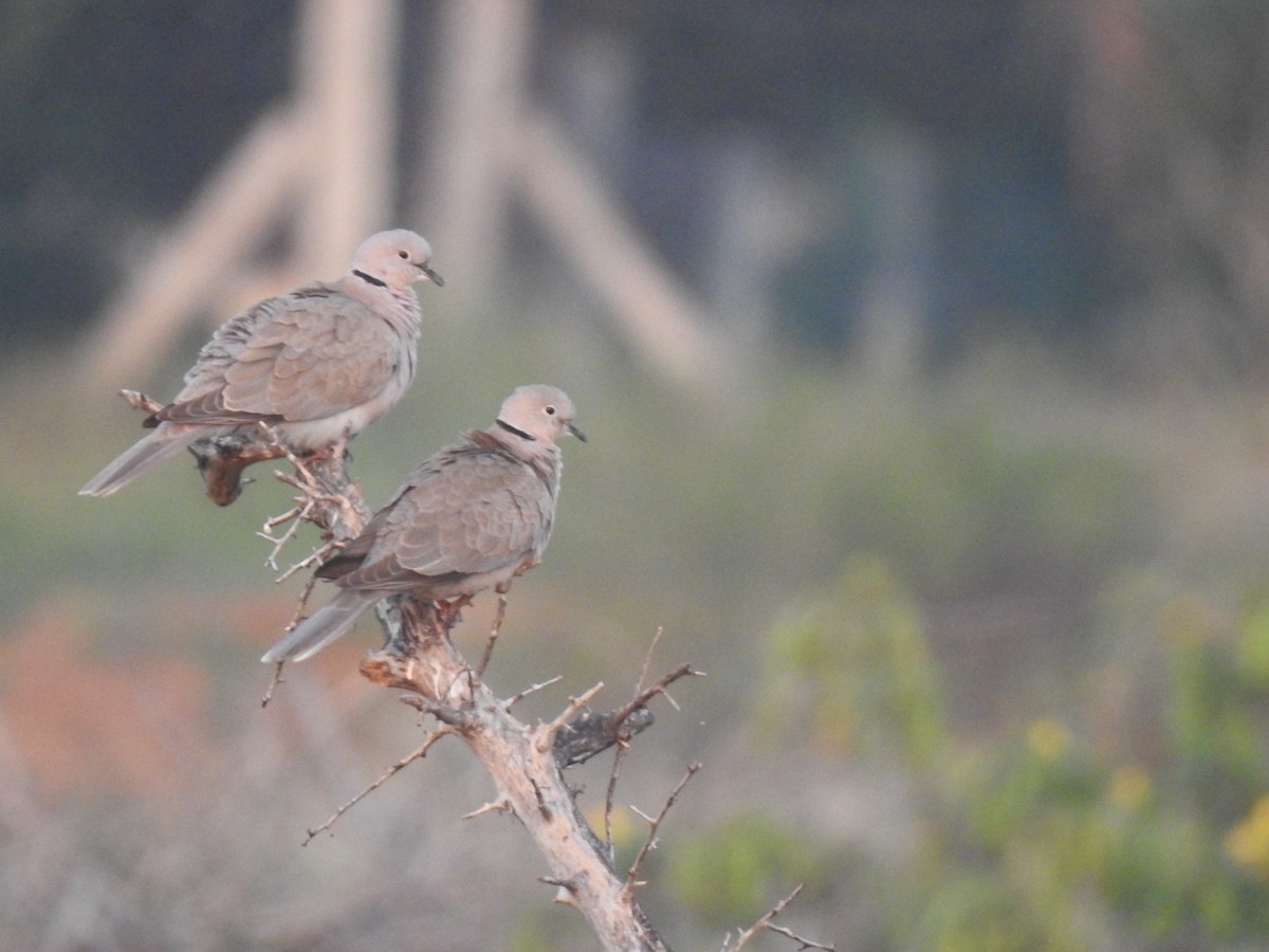 Eurasian Collared-Dove - ML646966170