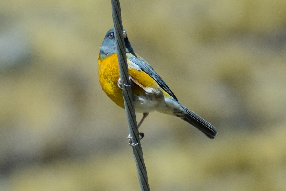 Peruvian Sierra Finch - ML646966171