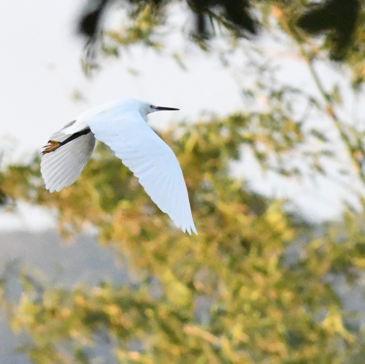 Little Egret - ML646966172
