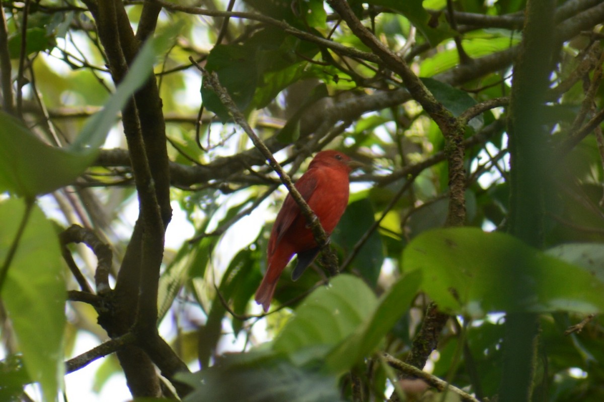 Summer Tanager - ML646966173