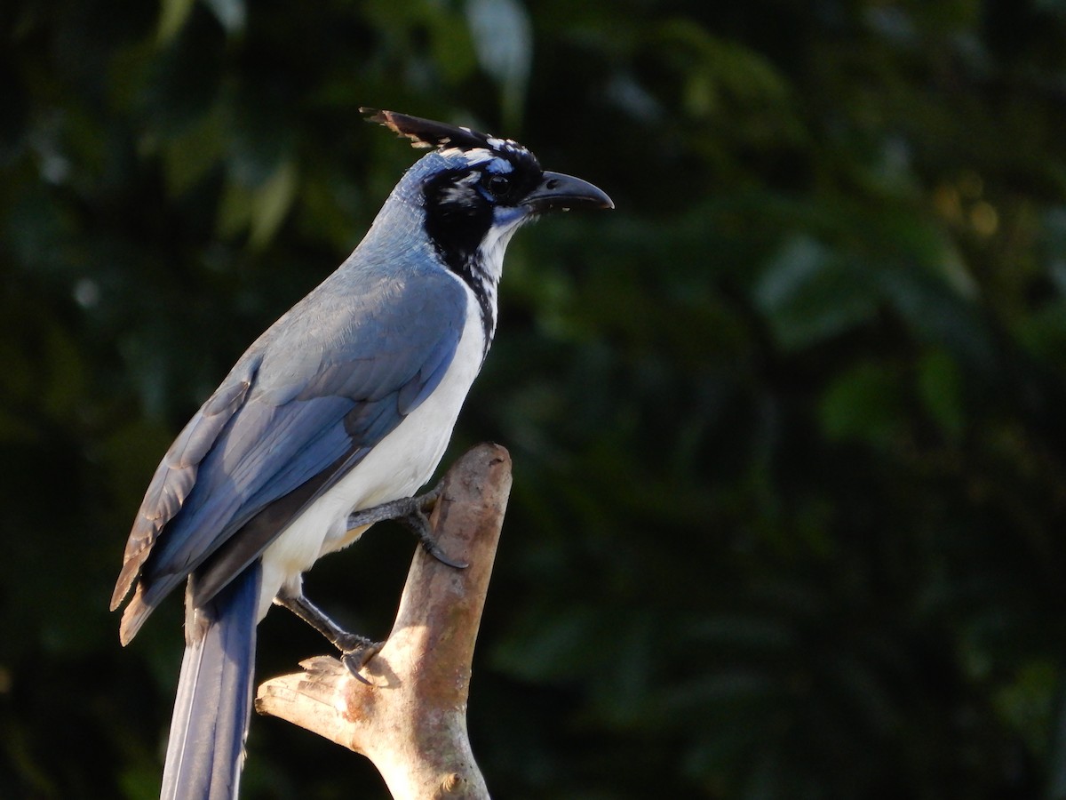 Black-throated x White-throated Magpie-Jay (hybrid) - ML646966174