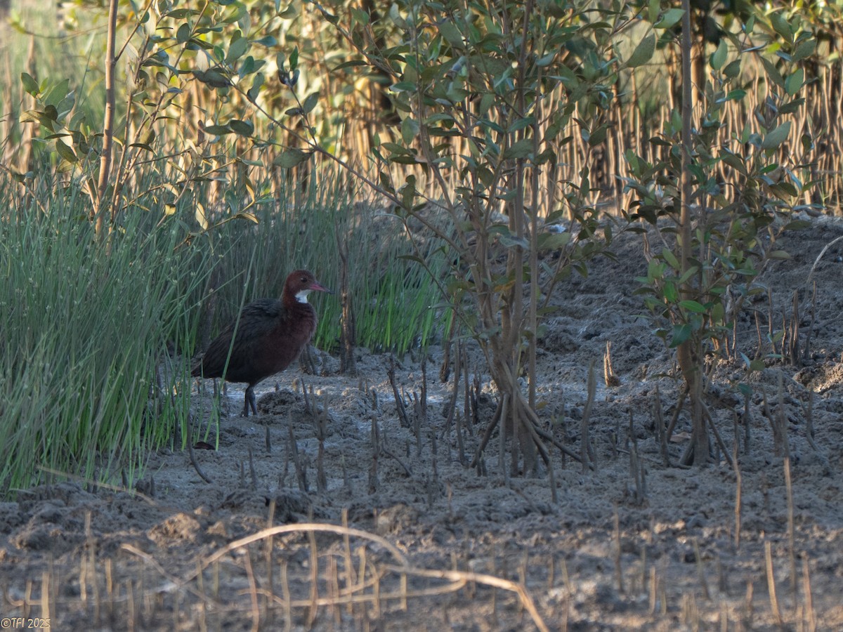 White-throated Rail - ML646966175