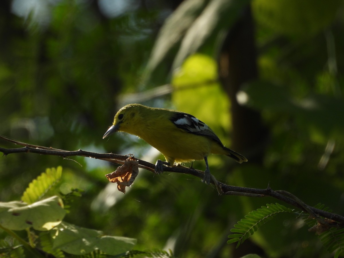 Common Iora - ML646966176