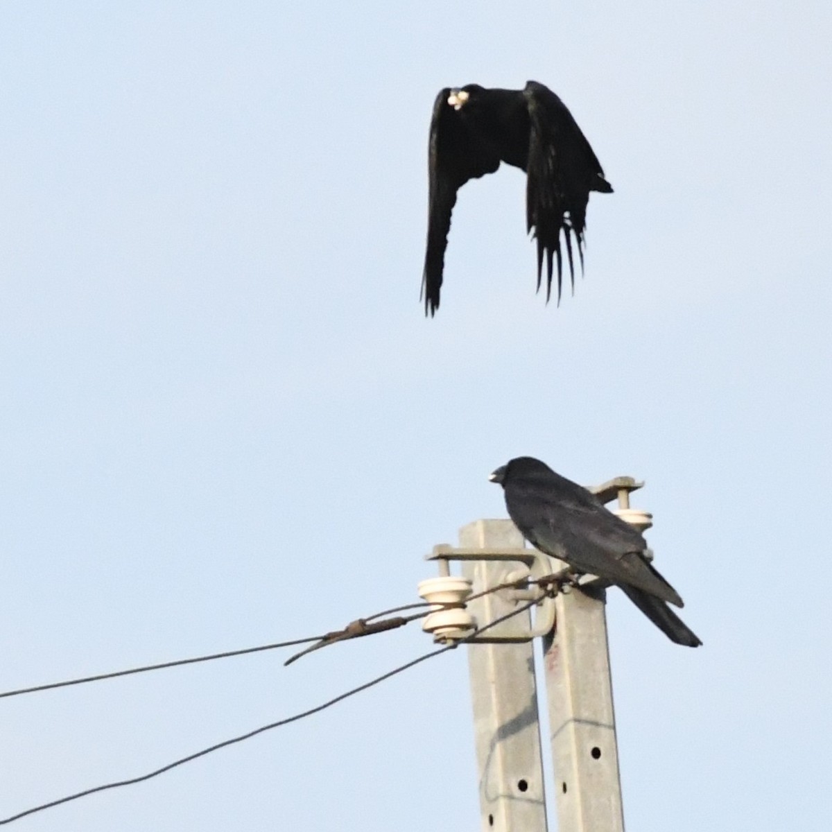 Large-billed Crow - ML646966177