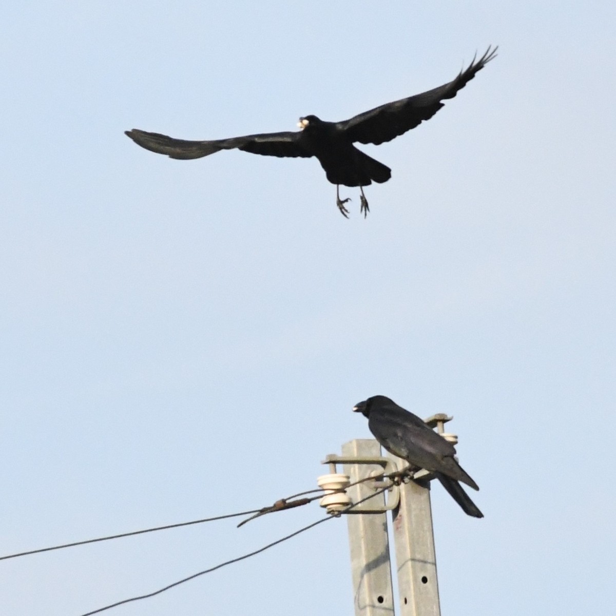Large-billed Crow - ML646966178