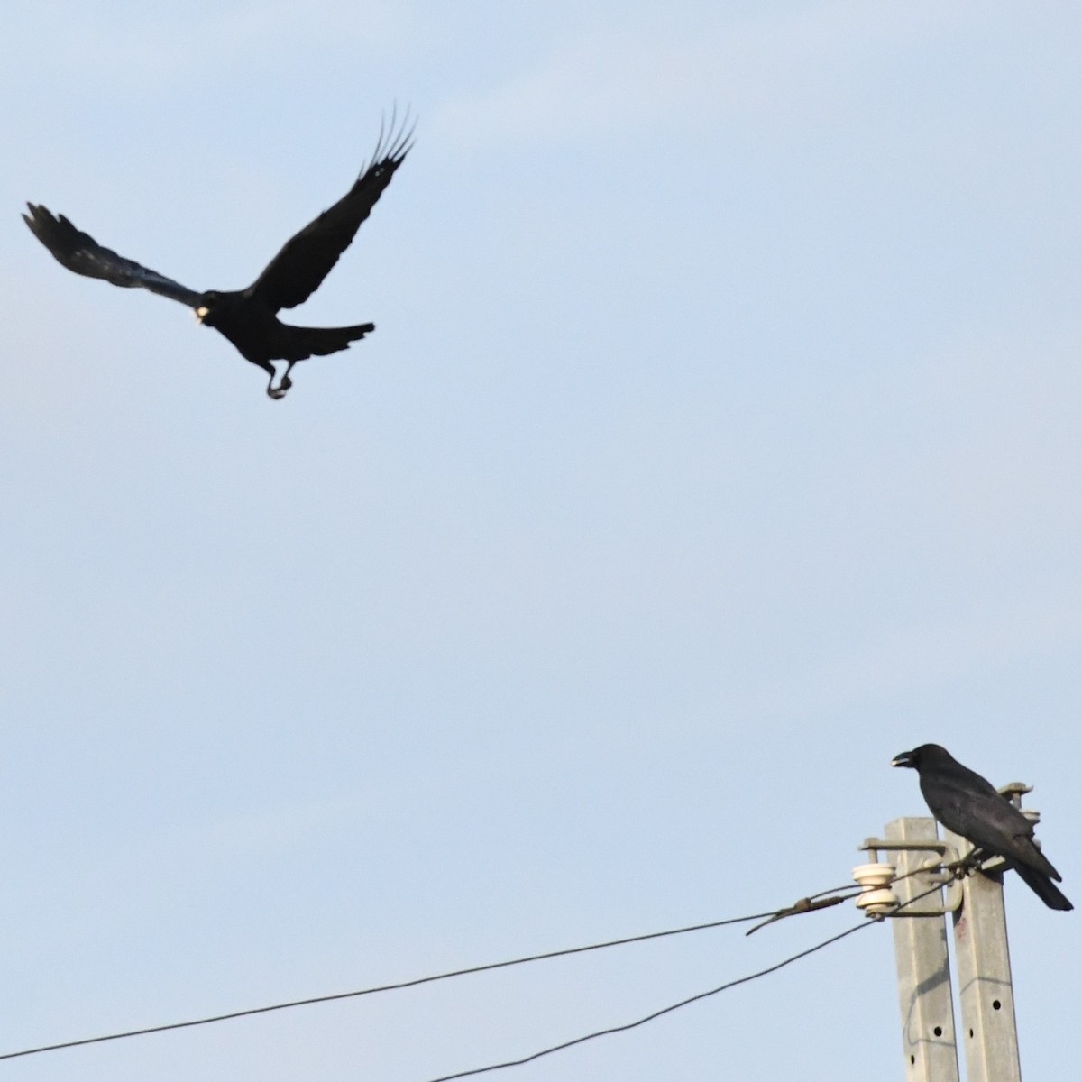 Large-billed Crow - ML646966179