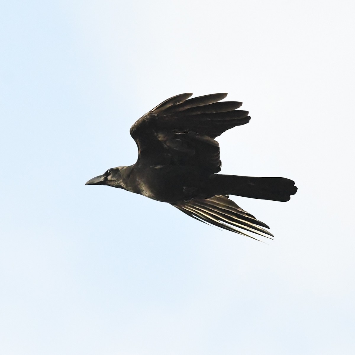 Large-billed Crow - ML646966180