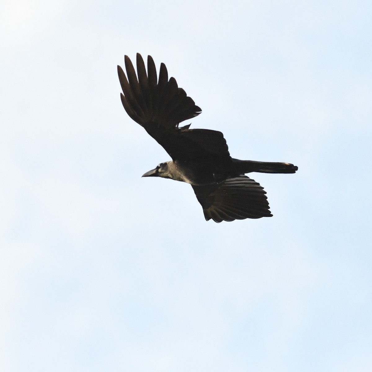 Large-billed Crow - ML646966182