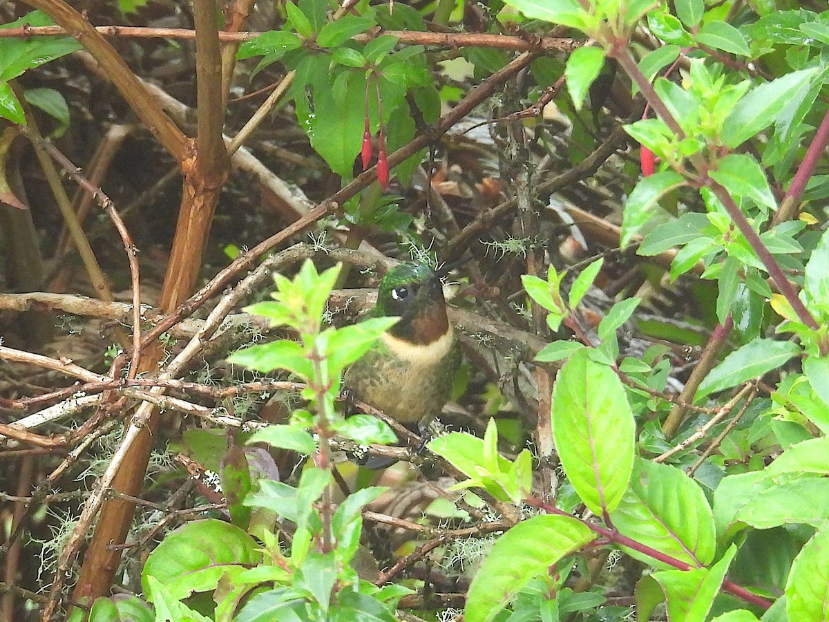 Amethyst-throated Sunangel - ML646966183