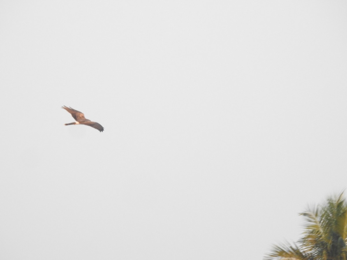 Pallid Harrier - ML646966184