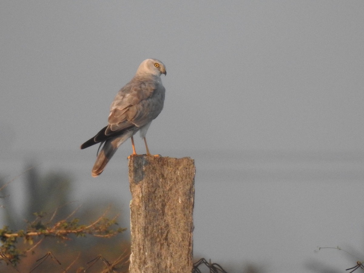 Pallid Harrier - ML646966185