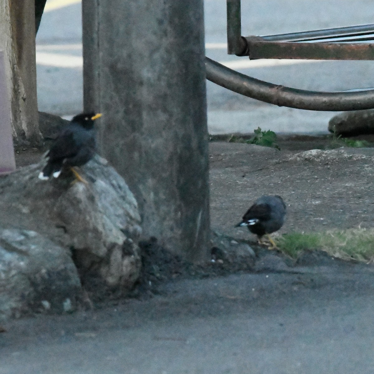 Javan Myna - ML646966186