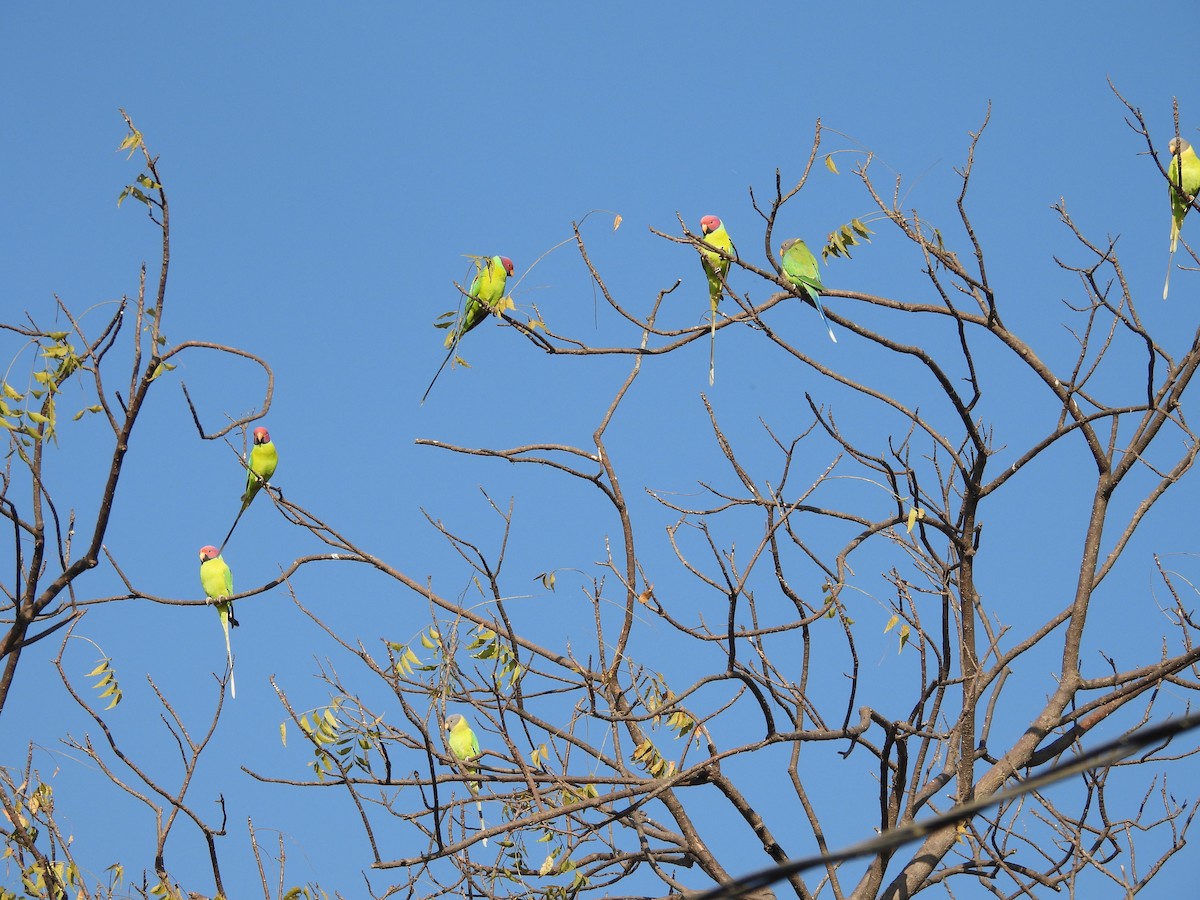 Plum-headed Parakeet - ML646966191
