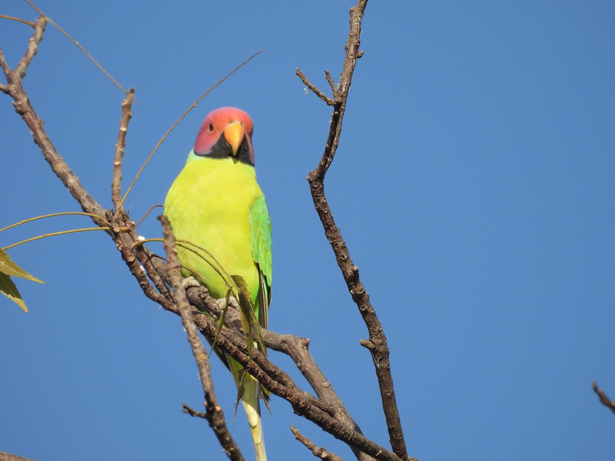Plum-headed Parakeet - ML646966192