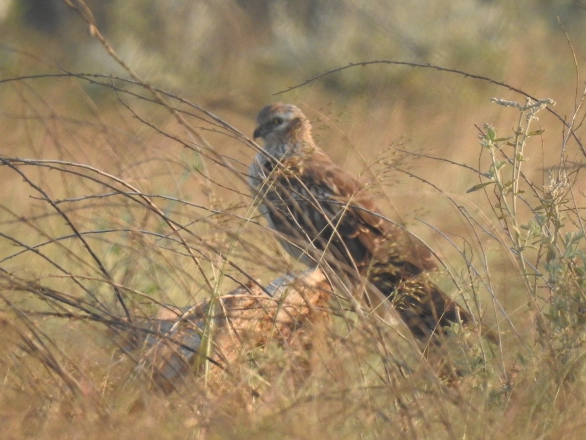 Нугын хулд - ML646966193