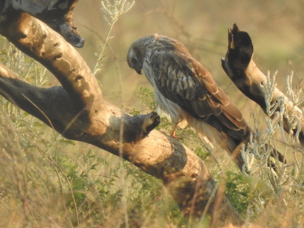 Нугын хулд - ML646966194