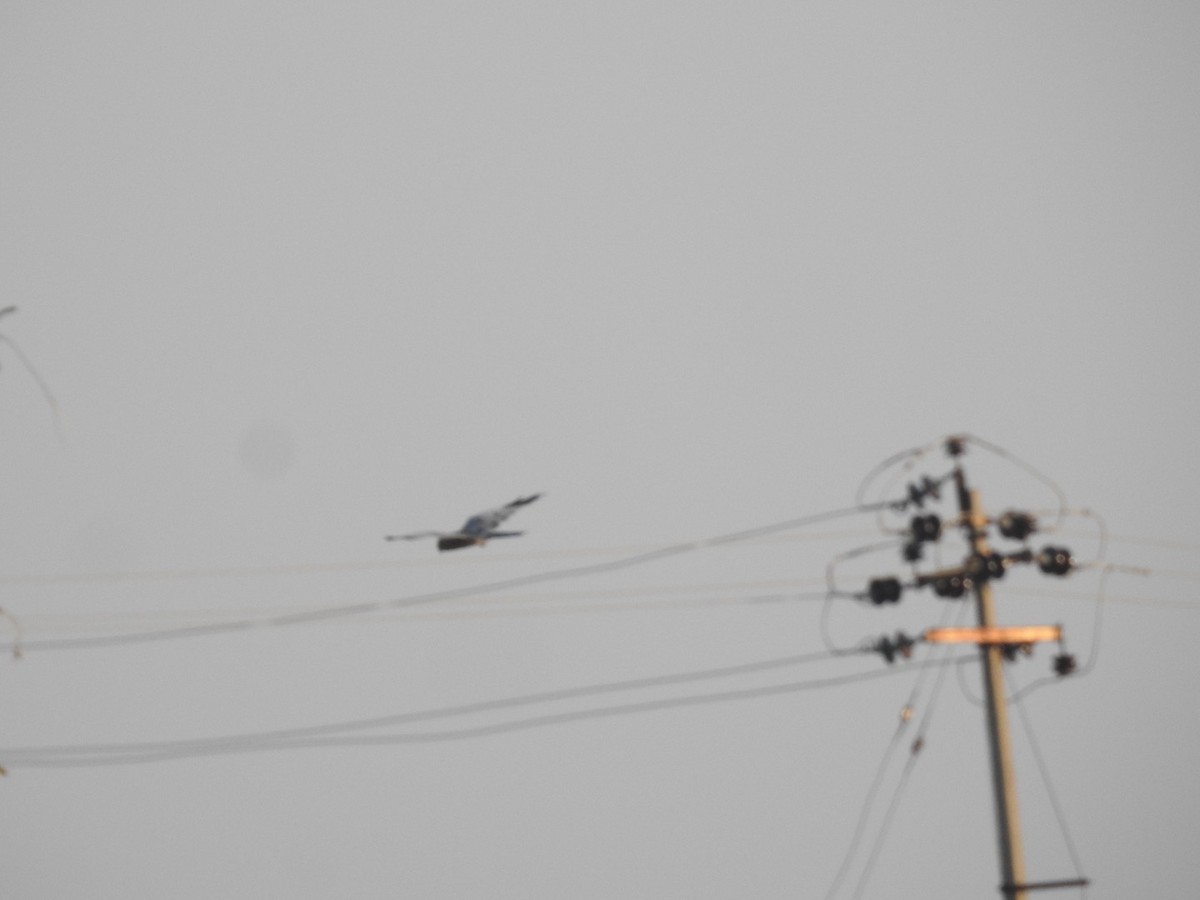 Нугын хулд - ML646966195