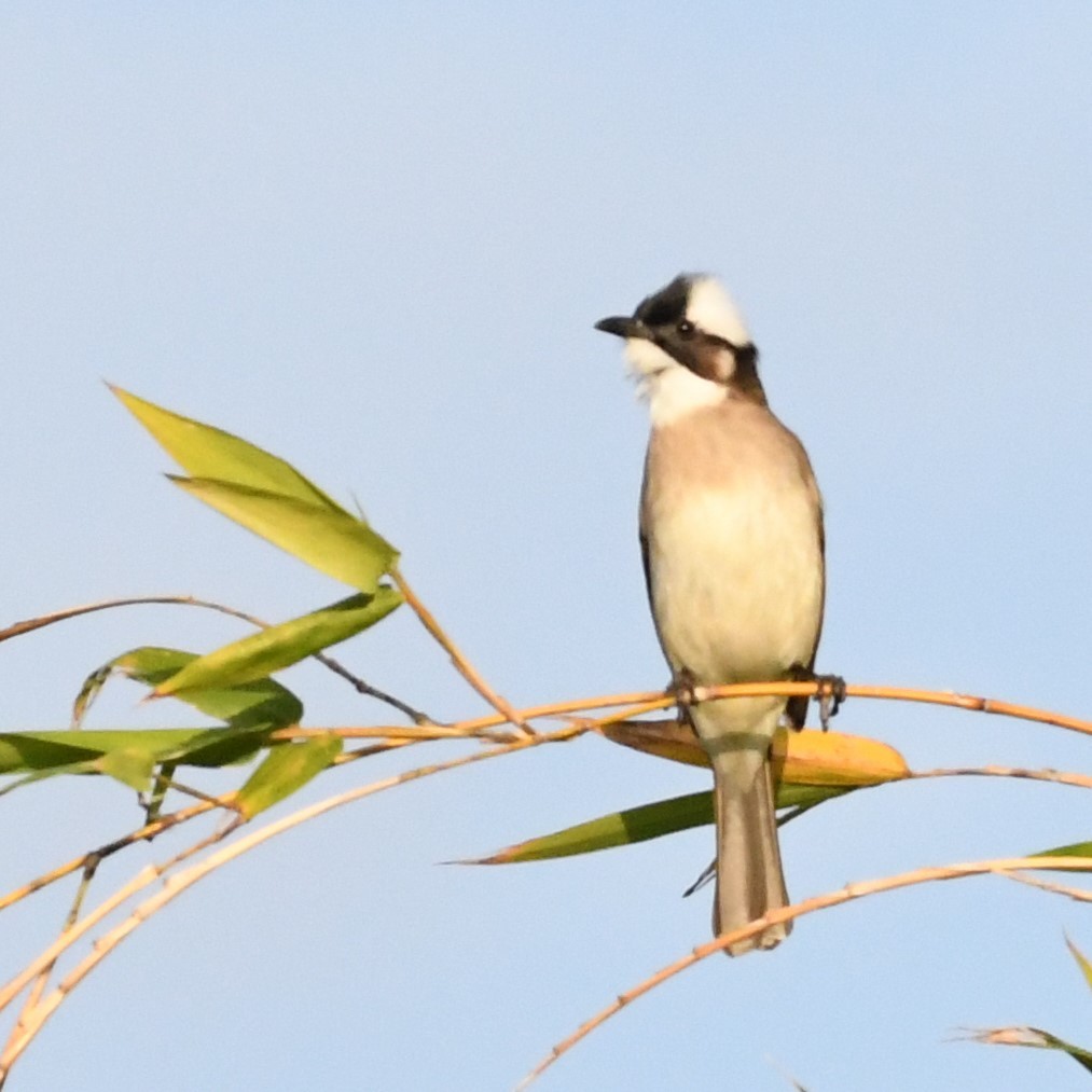 Нангиад бөлбөл - ML646966198